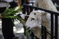 Tourists feeding sheep grass at a farm