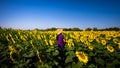 Tourists feel refreshed and glad to see the sunflower fields in full bloom, and on days when the blue sky also has the yellow of t