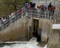 Tourists Capture Photographs at Fish Ladder - Gana