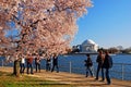 Viewing the blooming cherry blossoms in Washington DC