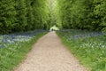 Tourists on footpath through vibrant bluebell forest landscape w