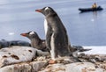 Tourists Gentoo Penguins Rookery Damoy Point Antarctica Royalty Free Stock Photo