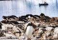 Tourists Gentoo Penguins Rookery Damoy Point Antarctica Royalty Free Stock Photo