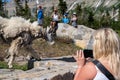 Montana, USA - July 1, 2021: Tourists get too close to a collared mountain goat, roaming near a trail at Logan Pass along Going to