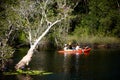 Tourists go kayaking around the wetlands to see the ancient Samet tree forest in the Botanical Garden of Rayong Province