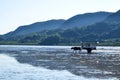 Tourists goes by buffaloes Royalty Free Stock Photo