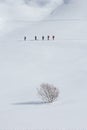 Tourists group crossing the downhill over the alone tree .