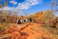 Tourists hike towards Waterberg Plateaus. Tourists hike towards Waterberg Plateaus