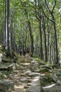 Tourists hiking footpath in the woods of Lagdei, National park Appennino Tosco-Emiliano, Emilia-Romagna, Italy