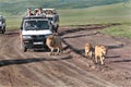 Tourists at jeeps, watching African lions in wild.