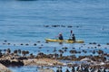 Tourists kayaking at Boulder Beach