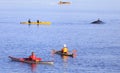 Tourists in kayaks observing whale in Tadoussac area, Saint Lawrence estuary, CÃÂ´te-Nord