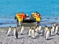 Tourists landing on a South Georgia Island beach, as king penguins appear unafraid.