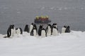 Antarctica Gentoo Penguins, Tourists, Travel
