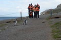 Tourists observe Magellanic penguins on Magdalena island in the Strait of Magellan near Punta Arenas. Royalty Free Stock Photo