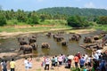 Tourists observing elephants bathing in Maha Oya River. Pinnawala Elephant Orphanage. Sri Lanka