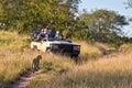 Tourists observing a female leopard