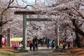 Tourists participate in Sakura Matsuri to admire vibrant cherry blossoms of flourishing Sakura trees