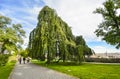 Tourists pass by a beautiful weeping willow birch tree along the garden ramparts of the Prague Castle Complex