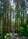 tourists on a path in the woods in Fagaras mountains Royalty Free Stock Photo