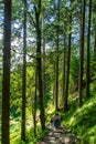 tourists on a path in the woods in Fagaras mountains Royalty Free Stock Photo