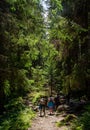 tourists on a path in the woods in Fagaras mountains Royalty Free Stock Photo