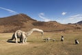 Tourists are photographed in the valley of dinosaurs National Pa