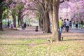 Tourists and photographers travel. Tabebuia rosea is a Pink Flow