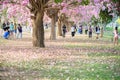 Tourists and photographers travel. Tabebuia rosea is a Pink Flow