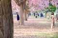 Tourists and photographers travel. Tabebuia rosea is a Pink Flow