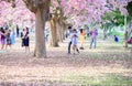 Tourists and photographers travel. Tabebuia rosea is a Pink Flow