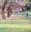 Tourists and photographers travel. Tabebuia rosea is a Pink Flow