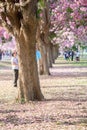 Tourists and photographers travel. Tabebuia rosea is a Pink Flow