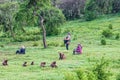 Tourists photographing a troop of Gelada baboons