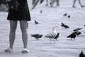 Tourist woman among pigeons in Venice, Italy Royalty Free Stock Photo