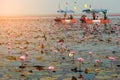 Tourists on Pink water lily in lake,Thailand.