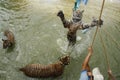 Tourists play with tigers in water Royalty Free Stock Photo