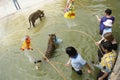 Tourists play with tigers in water