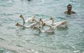 Tourists playing with geese that swim live on the beach of Hat Tien Beach, Koh Larn, Pattaya, Thailand