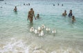 Tourists playing with geese that swim live on the beach of Hat Tien Beach, Koh Larn, Pattaya, Thailand