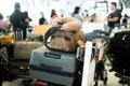 Tourists put their suitcases on a trolley at Suvarnabhumi International Airport