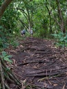 Tourists in rain forest with roots forming natural stairs