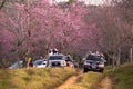 Tourists ride the car to see the beauty of the pink Thailand`s sakura