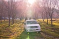 Tourists ride the car to see the beauty of the pink Thailand`s sakura