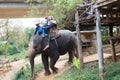 Tourists ride an elephant-1