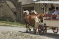 Tourists ride on a horse-drawn vehicle around Carcasson, a fortificated castle, a UNESCO World Royalty Free Stock Photo