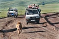 Tourists ride on jeeps for wild African lion.