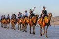 Tourists ride a team of camels along a beach in Australia. Royalty Free Stock Photo