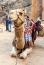 Tourists riding a camel