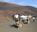 Tourists riding on camels being guided by local people through t